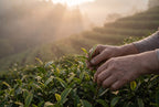 DAAE Matcha — tea field